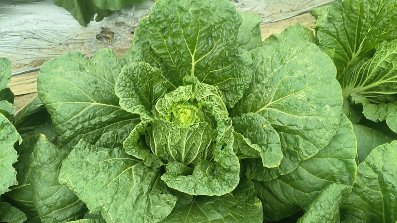 黄心大白菜
