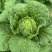 黄心大白菜