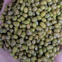 明绿豆毛绿豆规格齐全颗粒饱满厂家直销量大从优