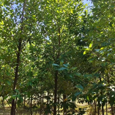火力楠树
