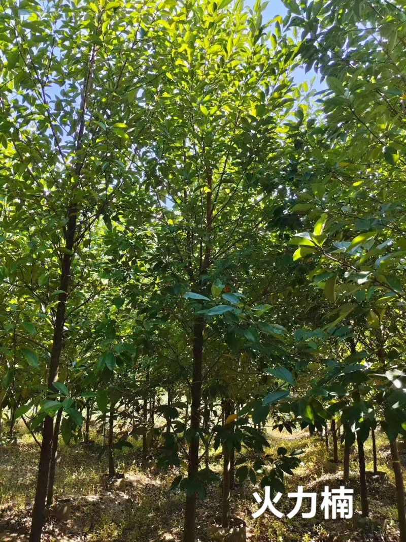 火力楠树