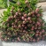 多类鲜切花芍药大量出售品种齐全颜色多样