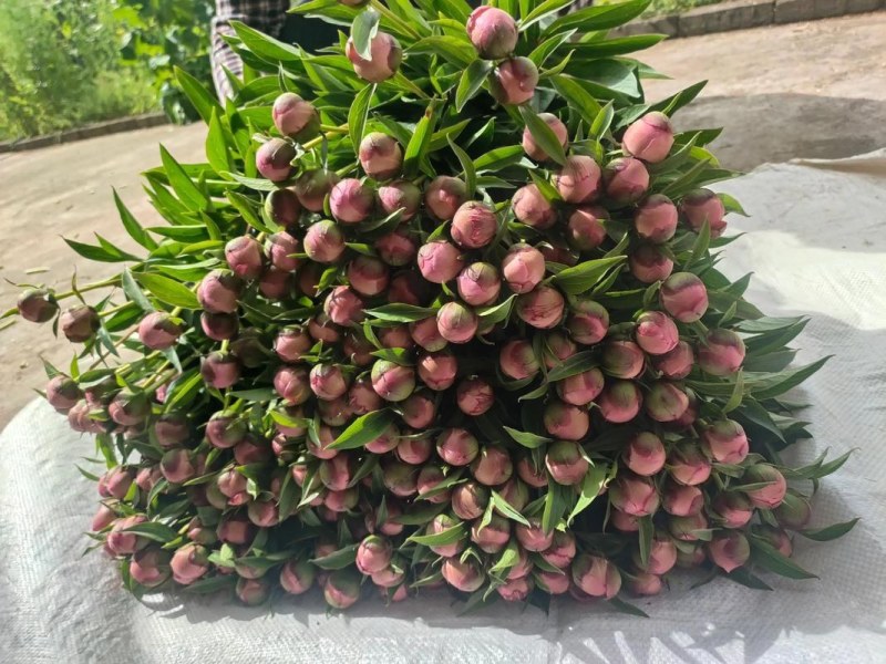 多类鲜切花芍药大量出售品种齐全颜色多样