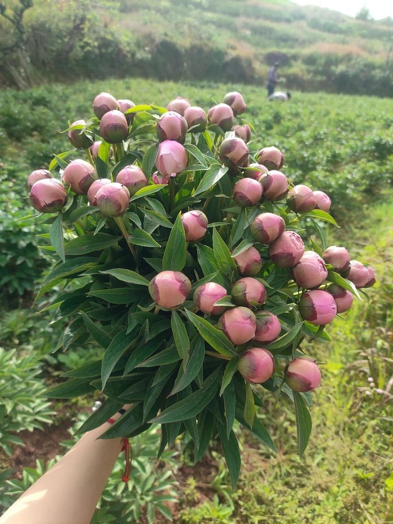 多类鲜切花芍药大量出售品种齐全颜色多样