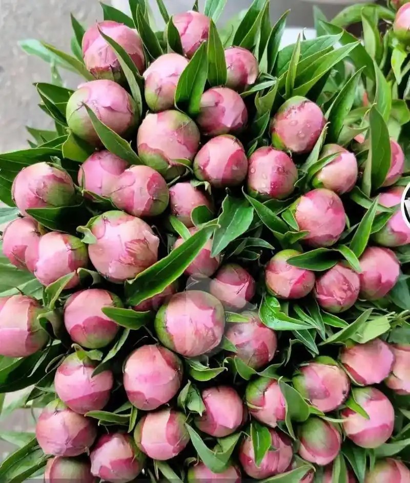多类鲜切花芍药大量出售品种齐全颜色多样