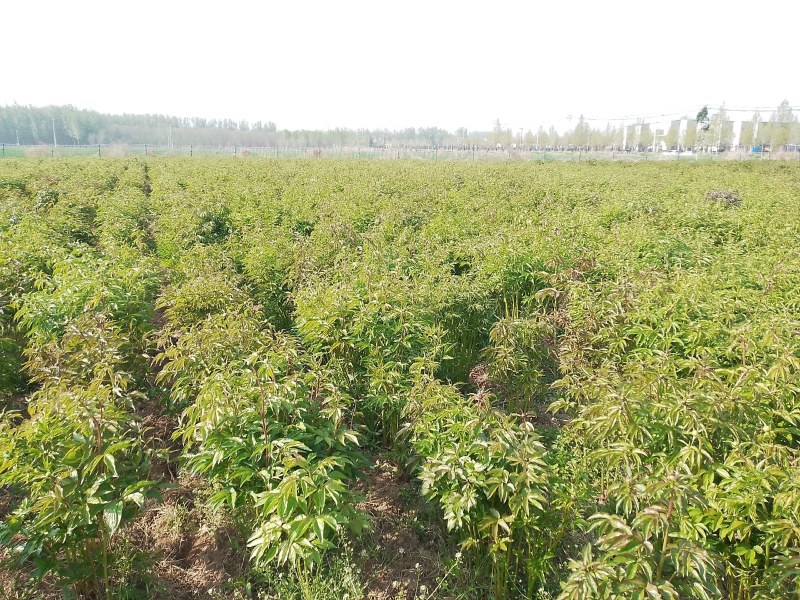 多类鲜切花芍药大量出售品种齐全颜色多样