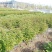 多类鲜切花芍药大量出售品种齐全颜色多样