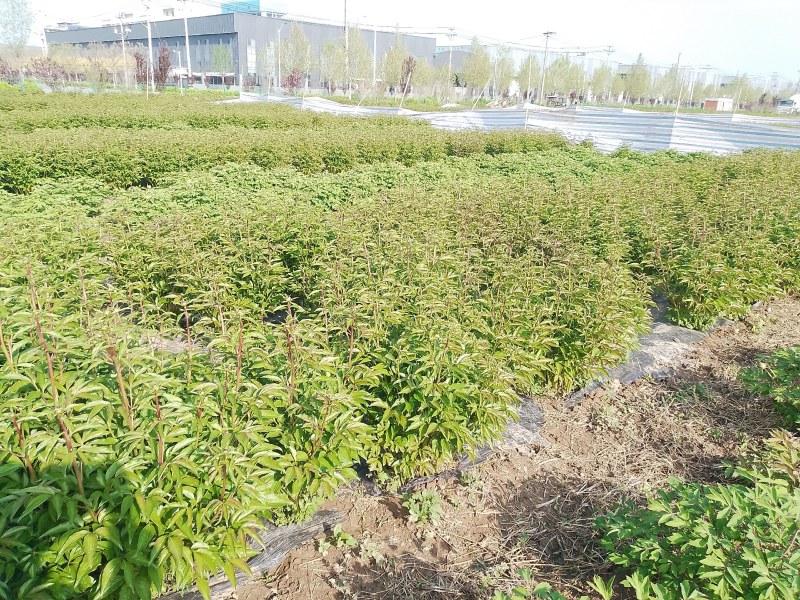 多类鲜切花芍药大量出售品种齐全颜色多样