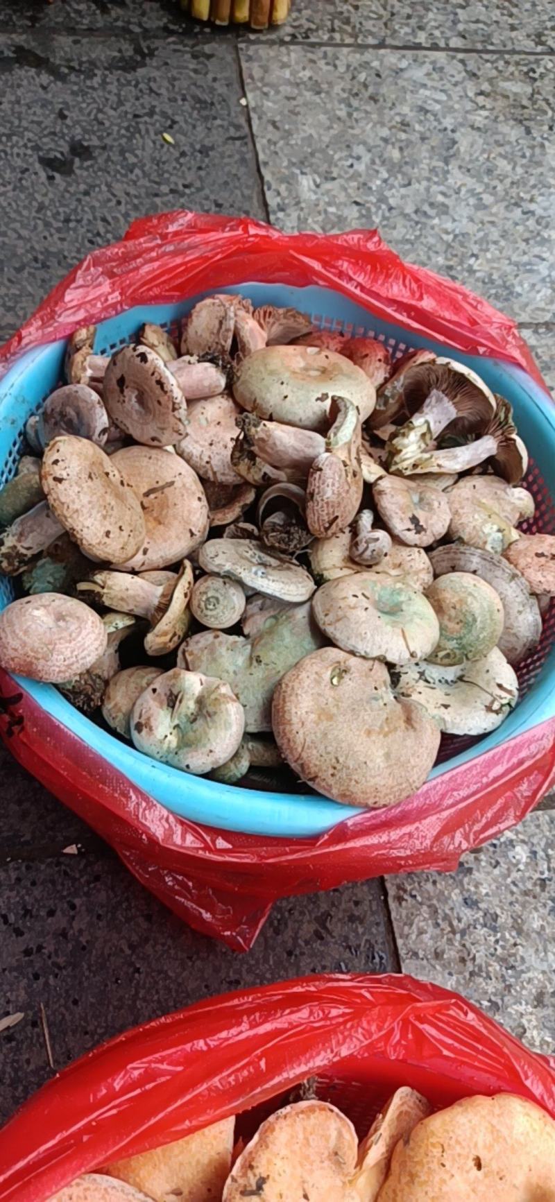 铜锣菌