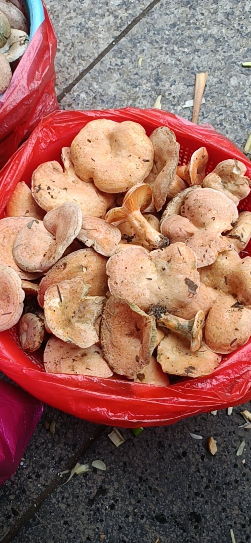 铜锣菌