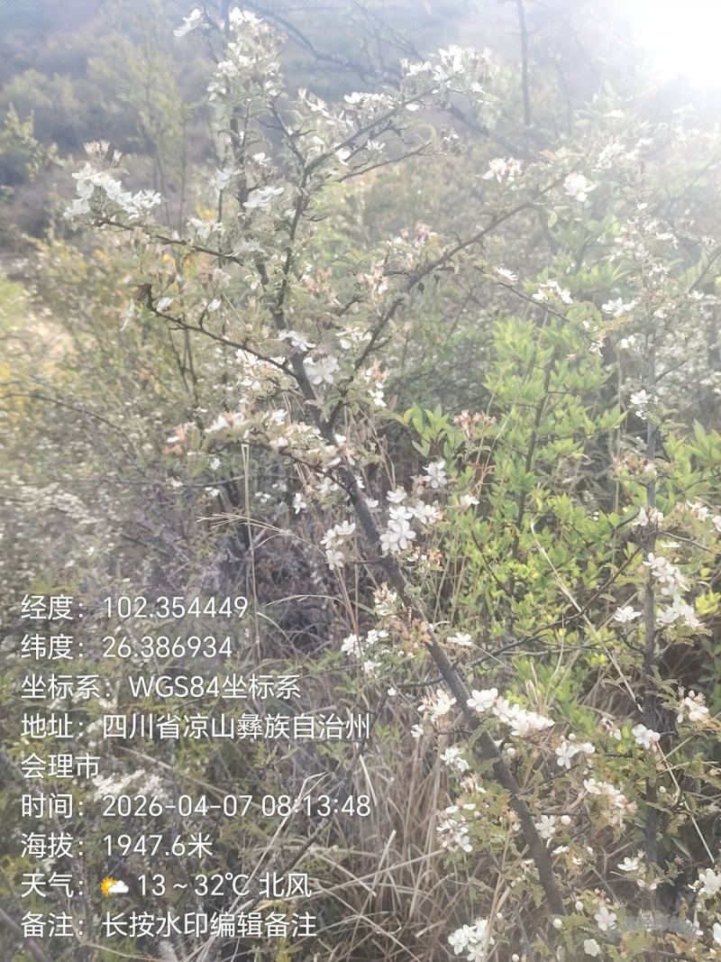 土蜂蜜