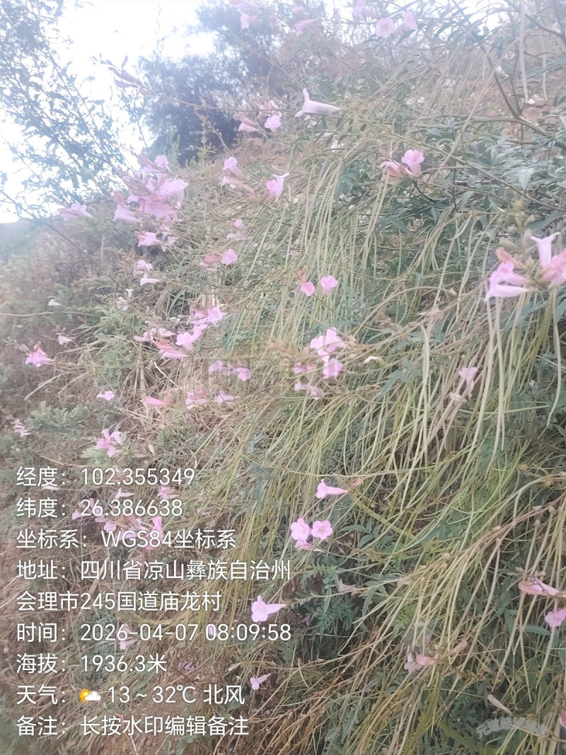 土蜂蜜