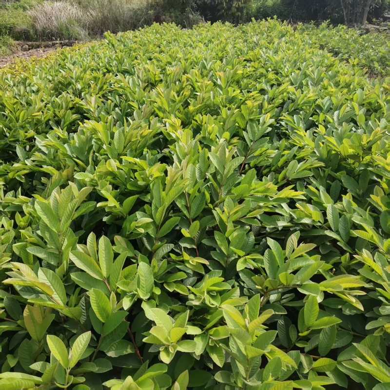 珍珠番石榴苗嫁接小袋苗西瓜红红宝石番石榴芭乐果苗