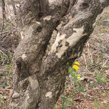 徐州石榴树