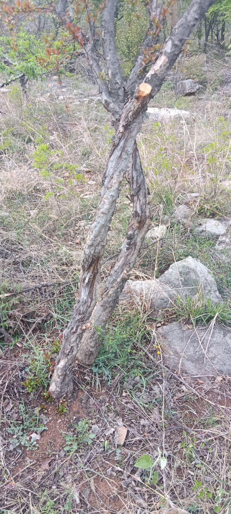 徐州石榴树