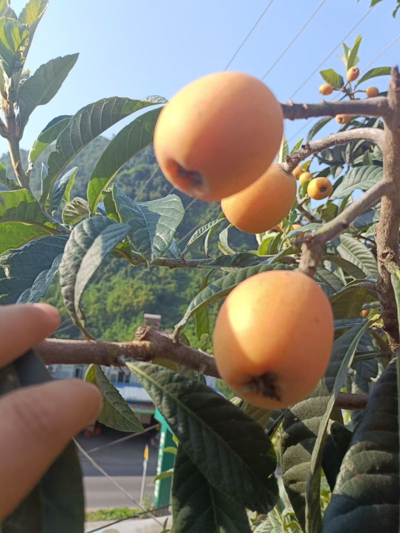 宜宾大五星枇杷早期货开始卖了哈。