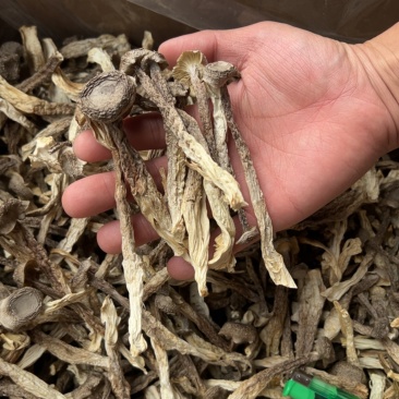 鹿茸菇干货厂家直销无硫新货肉质肥厚煲汤炒菜鲜香美味