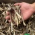鹿茸菇干货厂家直销无硫新货肉质肥厚煲汤炒菜鲜香美味