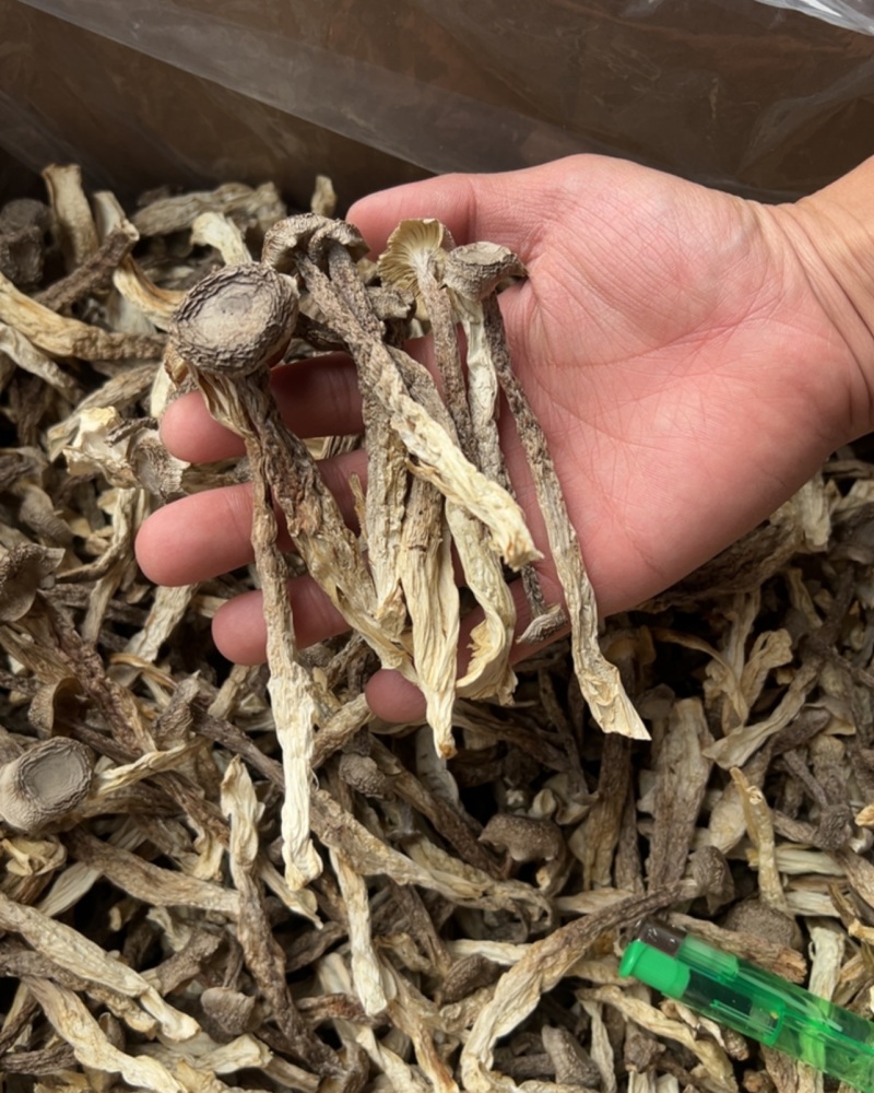鹿茸菇干货厂家直销无硫新货肉质肥厚煲汤炒菜鲜香美味