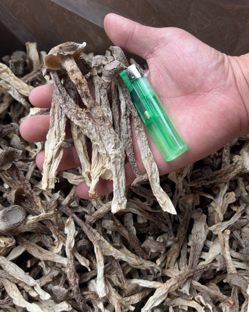 鹿茸菇干货厂家直销无硫新货肉质肥厚煲汤炒菜鲜香美味