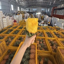 徐闻金钻凤梨一件代发源头产地直发，欢迎电商，直播老板砸单