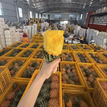 徐闻金钻凤梨一件代发源头产地直发，欢迎电商，直播老板砸单