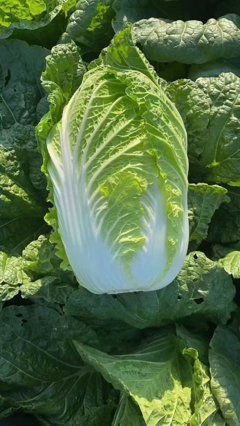 陆地黄心大白菜