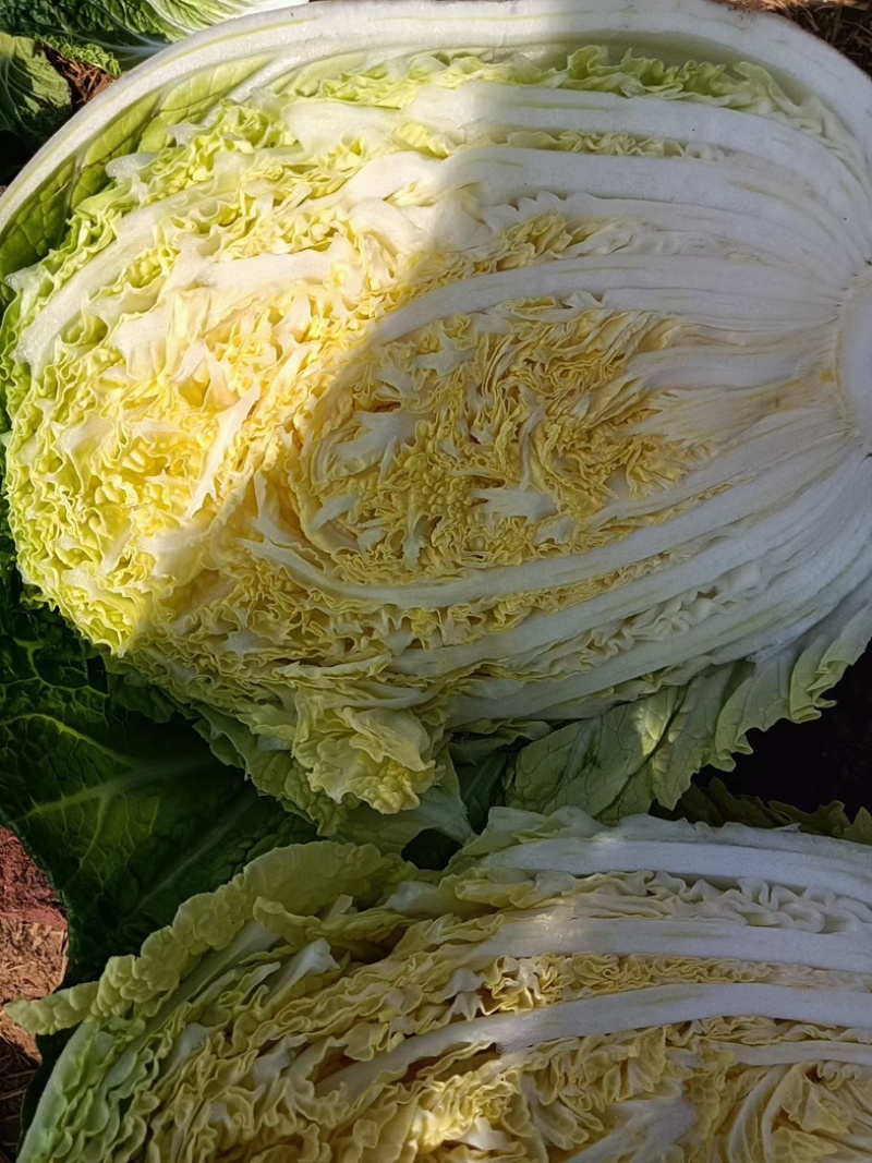 陆地黄心大白菜