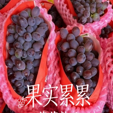 茉莉香葡萄成熟了，市场，电商一件代发