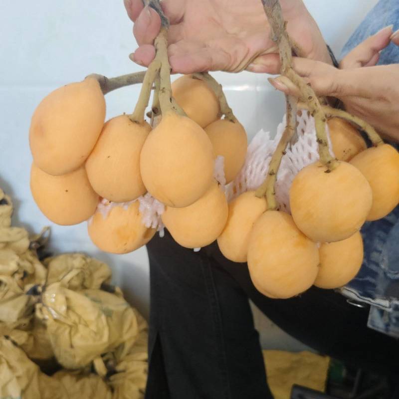 云南蒙自枇杷