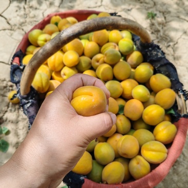 大鹏金太阳