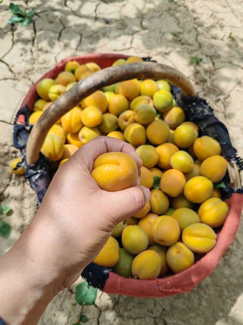 大鹏金太阳