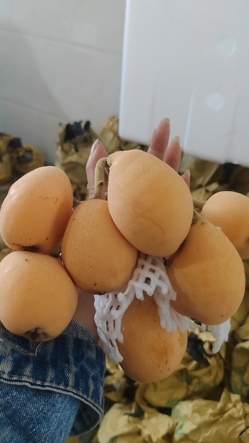 云南蒙自枇杷