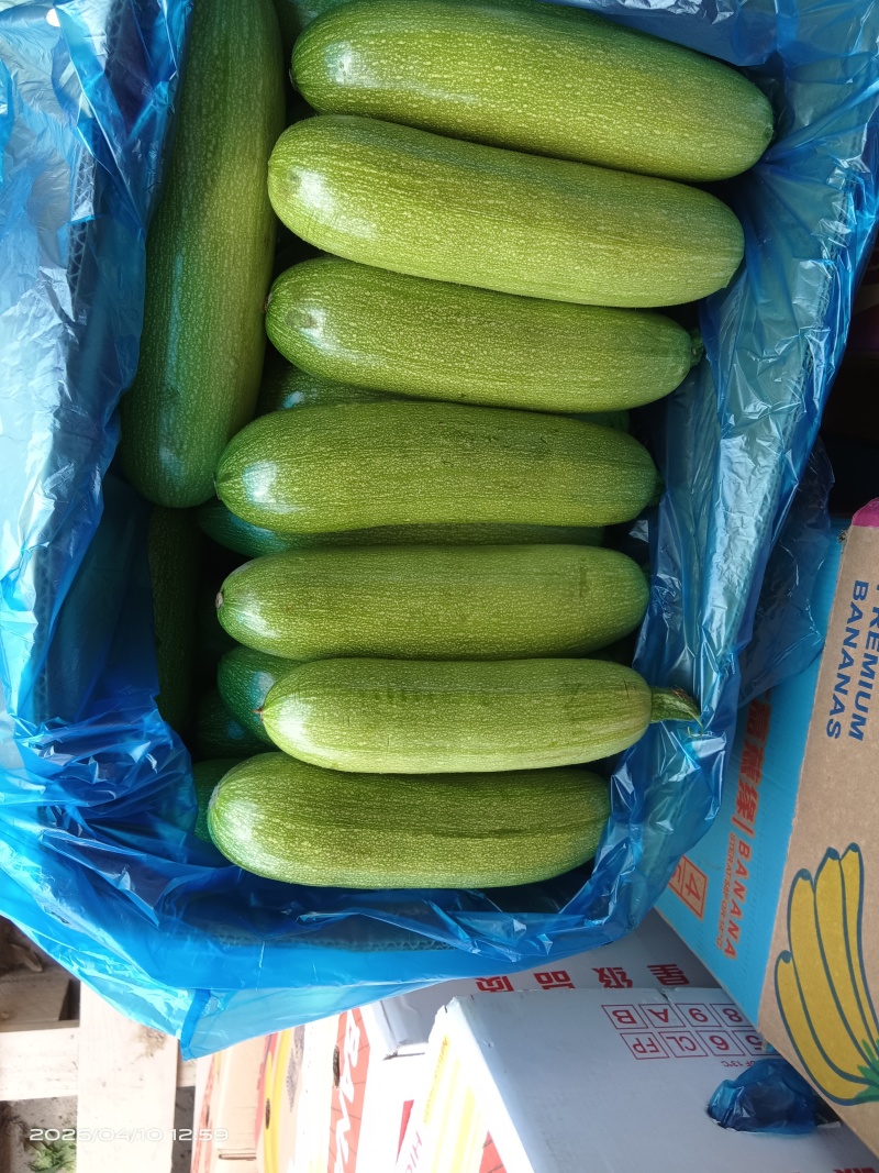 精品西葫芦！产地直发，量大从优！欢迎来电咨询！