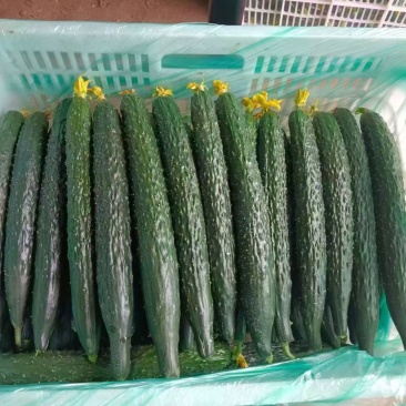 精品黄瓜！产地直发，量大从优！欢迎来电咨询！