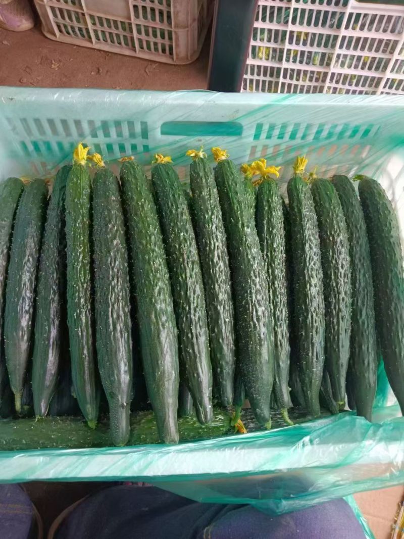 江苏精品密刺黄瓜！产地直发，量大从优！欢迎来电咨询！