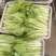 精品快菜阳谷大棚蔬菜小白菜奶白菜货源稳定代收代发