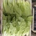 精品快菜阳谷大棚蔬菜小白菜奶白菜货源稳定代收代发