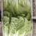精品快菜阳谷大棚蔬菜小白菜奶白菜货源稳定代收代发
