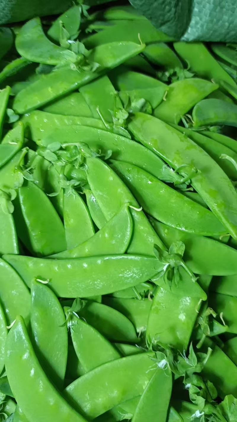 云南高原荷兰豆荚豆，基地直发，价格合理，新鲜采摘打包发货