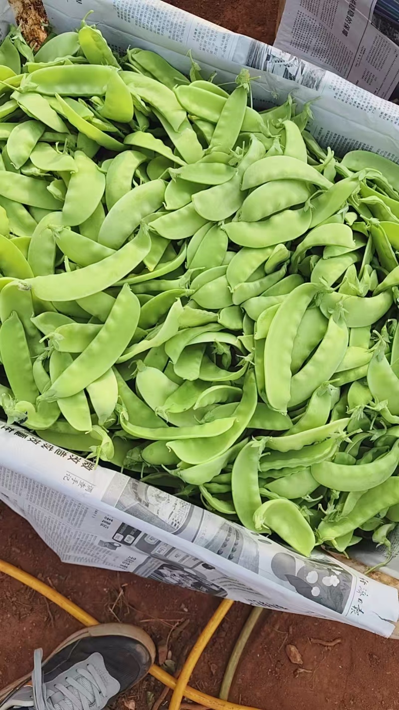 云南高原荷兰豆荚豆，基地直发，价格合理，新鲜采摘打包发货