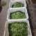 云南高原荷兰豆荚豆，基地直发，价格合理，新鲜采摘打包发货