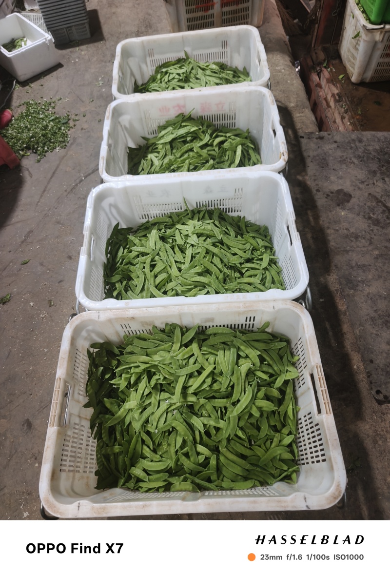 云南高原荷兰豆荚豆，基地直发，价格合理，新鲜采摘打包发货