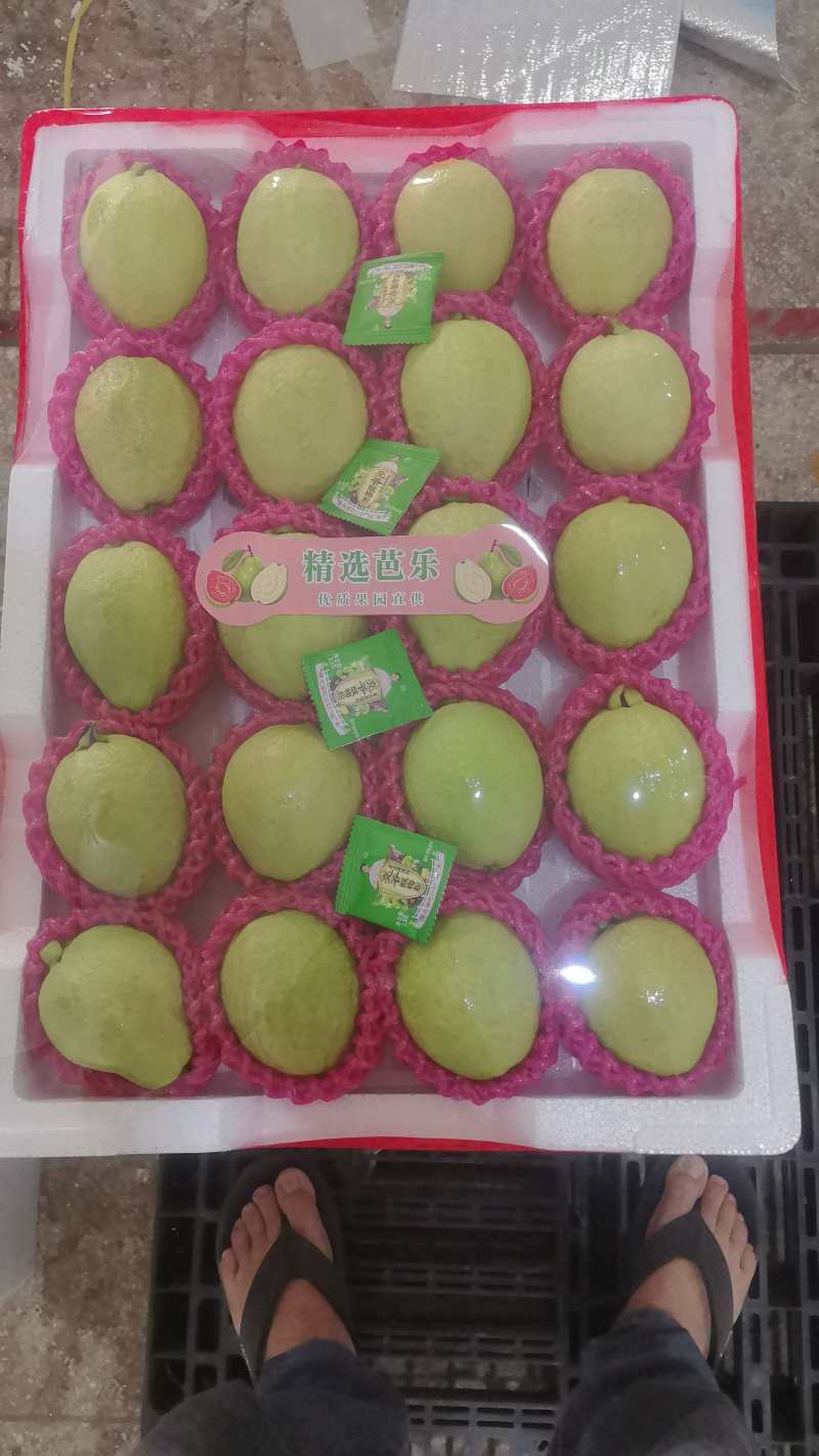 芭乐大量上市。红心，白心欢迎批发团购商超来基地直采