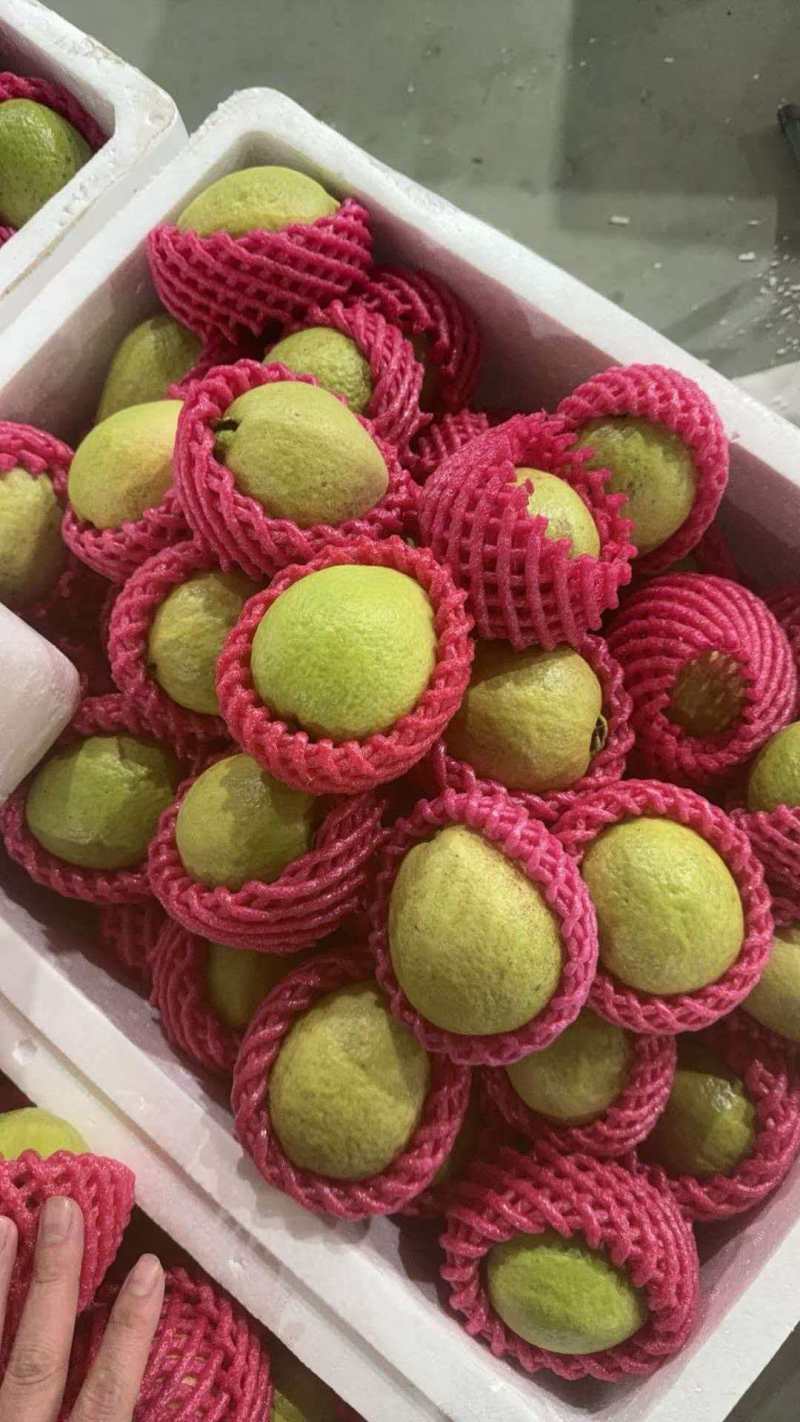 芭乐大量上市。红心，白心欢迎批发团购商超来基地直采