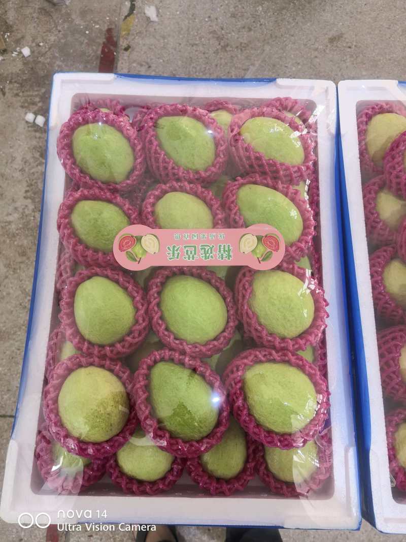 芭乐大量上市。红心，白心欢迎批发团购商超来基地直采