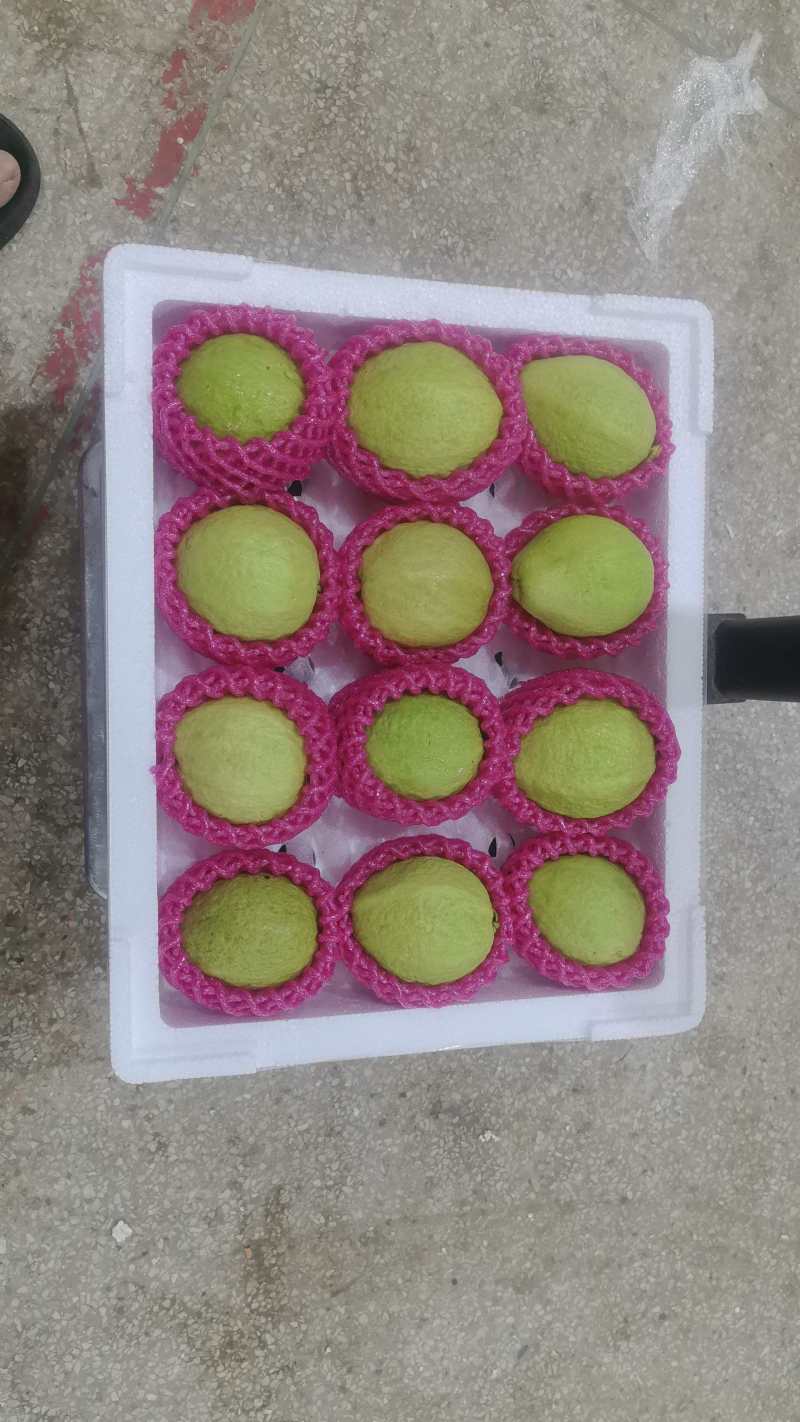 芭乐大量上市。红心，白心欢迎批发团购商超来基地直采