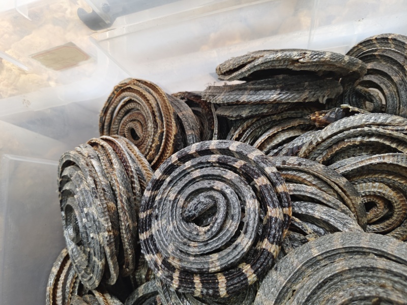 正品金钱白花蛇国产全剖金钱白花蛇
