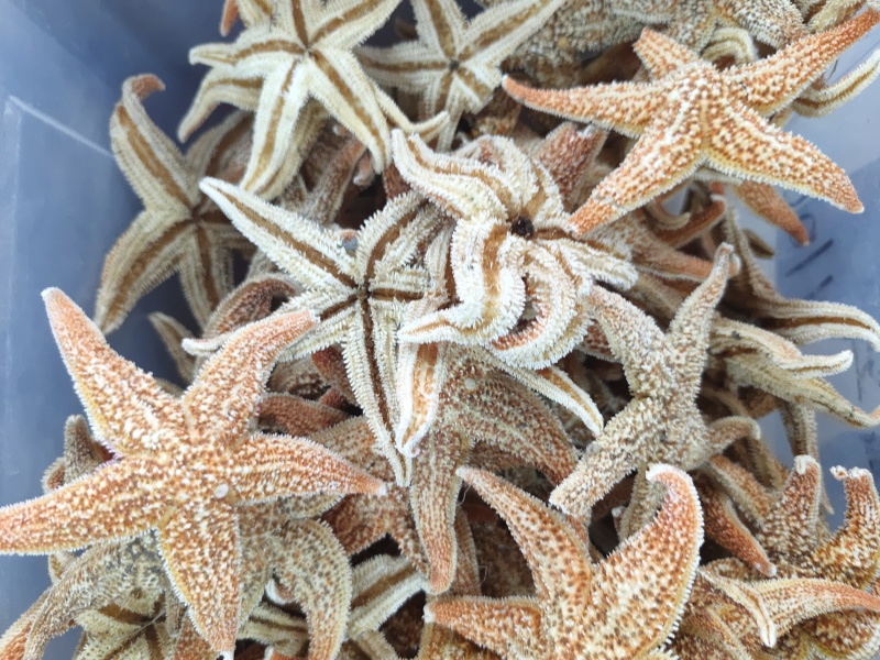 大海星干干货海星大个头质量保证量大从优