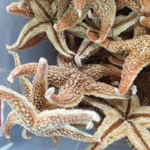 大海星干干货海星大个头质量保证量大从优